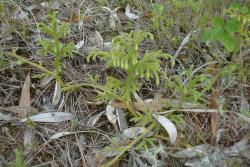 Lycopodiella cernua. Horizontal stems looping across the ground, giving rise to branched aerial stems between rooting points.
 Image: L.R. Perrie © Leon Perrie CC BY-NC 4.0